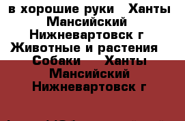 в хорошие руки - Ханты-Мансийский, Нижневартовск г. Животные и растения » Собаки   . Ханты-Мансийский,Нижневартовск г.